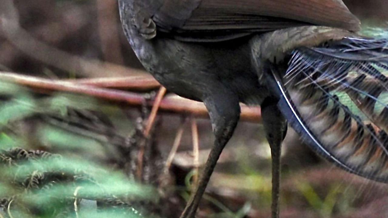 Bukan Kakatua, Tapi Burung Ini Mampu Tirukan Beragam Suara Aneh yang Mengejutkan