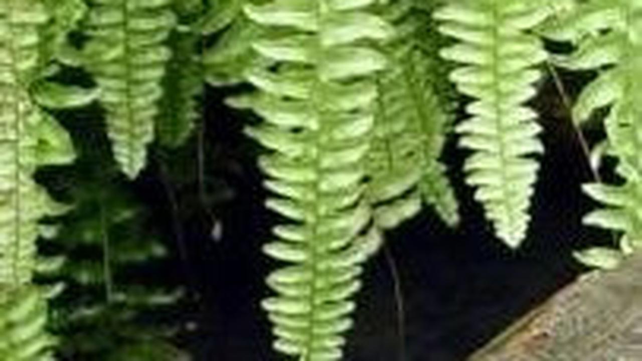3. Kura-kura Hutan Sulawesi (Leucocephalon yuwonoi)