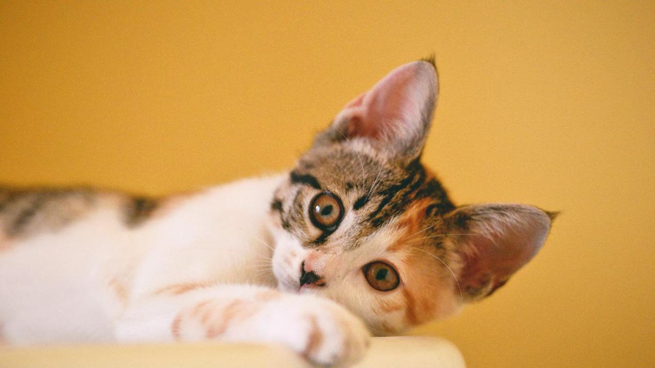 Tips Memberi Nama Kucing Betina