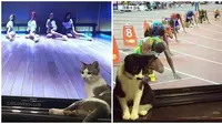 Momen Kebetulan Kucing di Depan TV Bikin Salah Fokus. (Sumber: Instagram/kittens.hub/catloversclub)