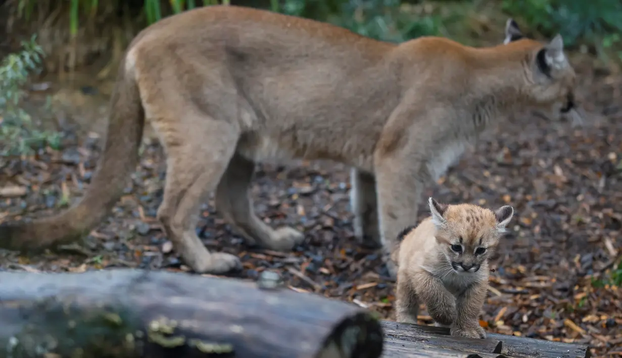 Seekor puma berdiri di belakang anaknya yang berusia satu setengah bulan bernama Emy di Zoo de Vincennes, dekat Paris pada Selasa (13/10/2020). Emy merupakan puma pertama yang lahir di Zoo de Vincennes pada 21 Agustus lalu. (Thomas SAMSON / AFP)