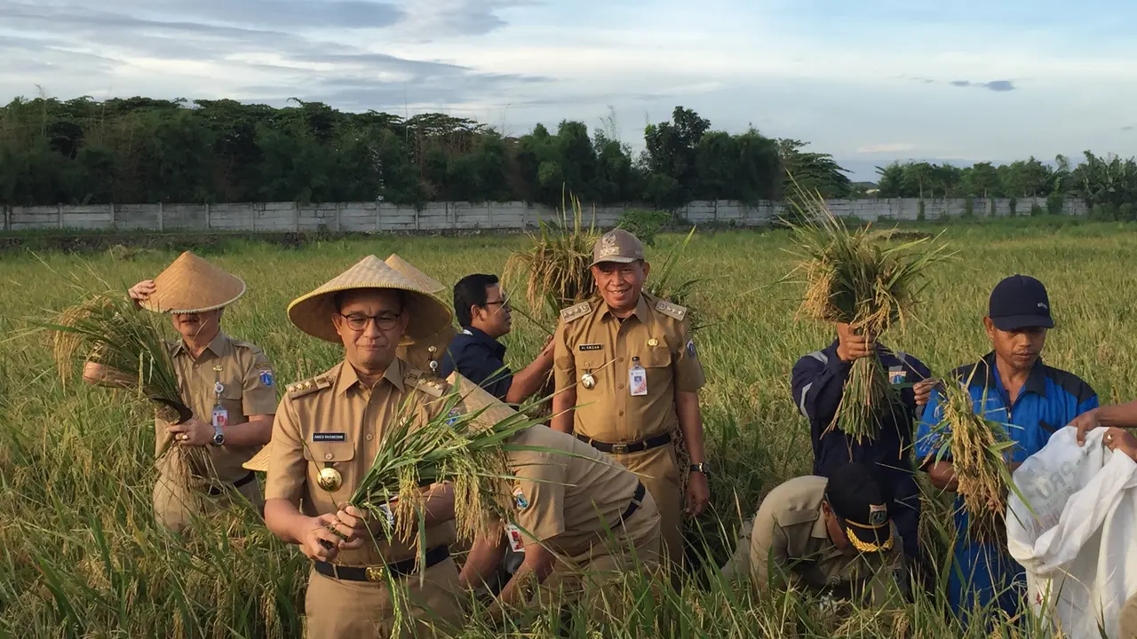 Gaya Gubernur Anies Baswedan memanen padi di sawah Cakung, Jakarta Timur. (Liputan6.com/Devira Prastiwi)