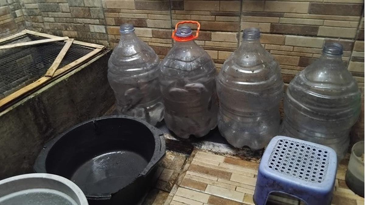 Modal dan Keuntungan Ternak Lele di Galon Bekas, Peluang Usaha Rumahan Minim Lahan Untung Maksimal