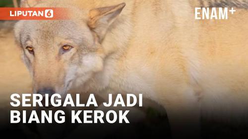 VIDEO: Pusing soal Serigala di Amerika Serikat