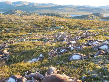 Ratusan bangkai rusa tergeletak mati di sebuah taman alam di Hardangervidda, Norwegia (28/8). Sekitar 300 ekor rusa mati tersambar petir akibat badai melanda wilayah setempat Jumat lalu. (Havard Kjotvedt/SNO/Miljodirektoratet/NTB Scanpix via Reuters)