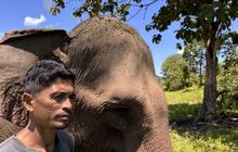Dampak Bencana Sungai Peusangan: Ekosistem Gajah Sumatera Terancam