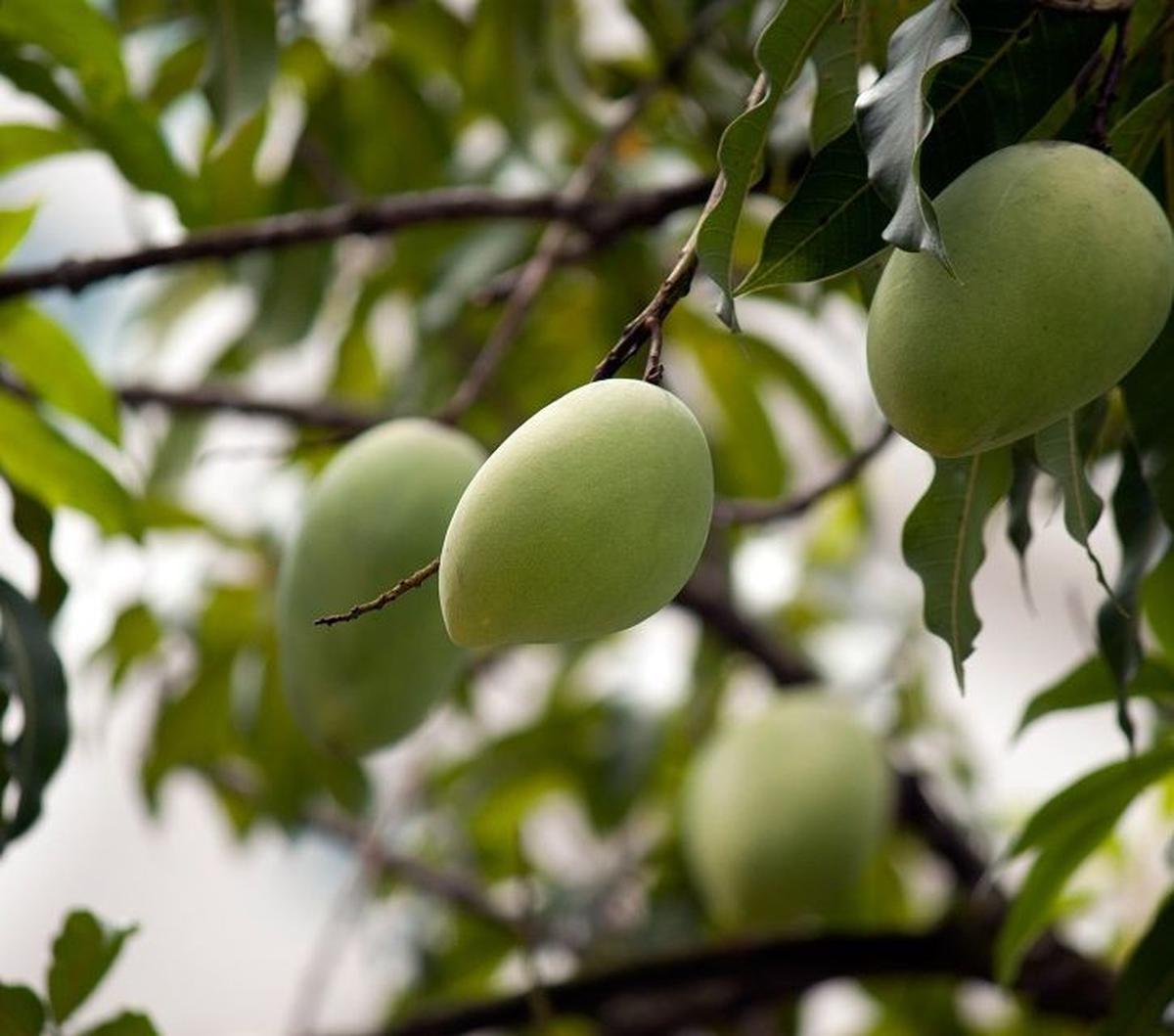 Mangga merupakan jenis buah yang banyak digemari masyarakat di Indonesia. Buah bernama latin <i>Mangifera indica</i> ini banyak tumbuh di Indonesia meski asalnya dari India.