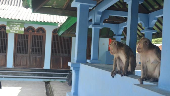 Monyet keramat penunggu Masjid Saka Tunggal Banyumas. (Foto: Liputan6.com/Muhamad Ridlo)