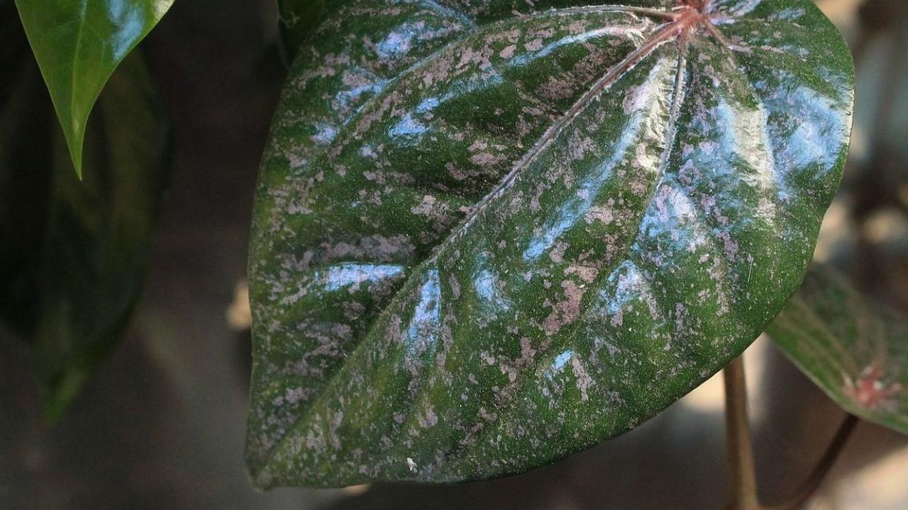 Manfaat Daun Sirih Merah