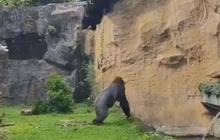 Gorila 'Komu' Ragunan Lempar Kayu ke Pengunjung, Begini Penjelasan Pengelola
