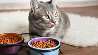 Ilustrasi kucing sedang makan. (Credit: Shutterstock)