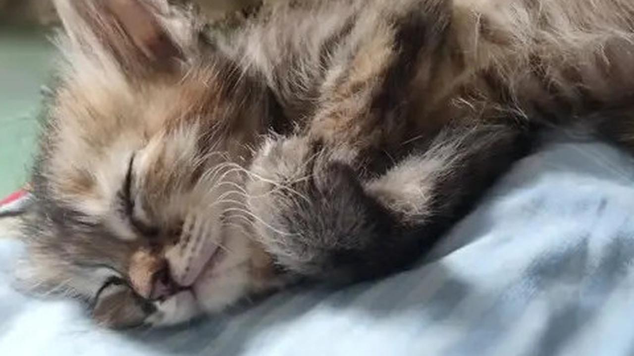 Panduan Memberi Makan Anak Kucing Sesuai Usia, Nutrisi Tepat untuk Si Anabul Kecil