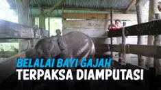 THUMBNAIL GAJAH