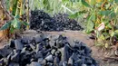 Tumpukan arang yang baru dibuat di atas dari Les Cayes, Haiti, (24/1).  Menteri Lingkungan Hidup Haiti akan membuat peraturan jaringan "hutan energi" yang menghasilkan kayu untuk arang dan kayu bakar. (AP/David McFadden)