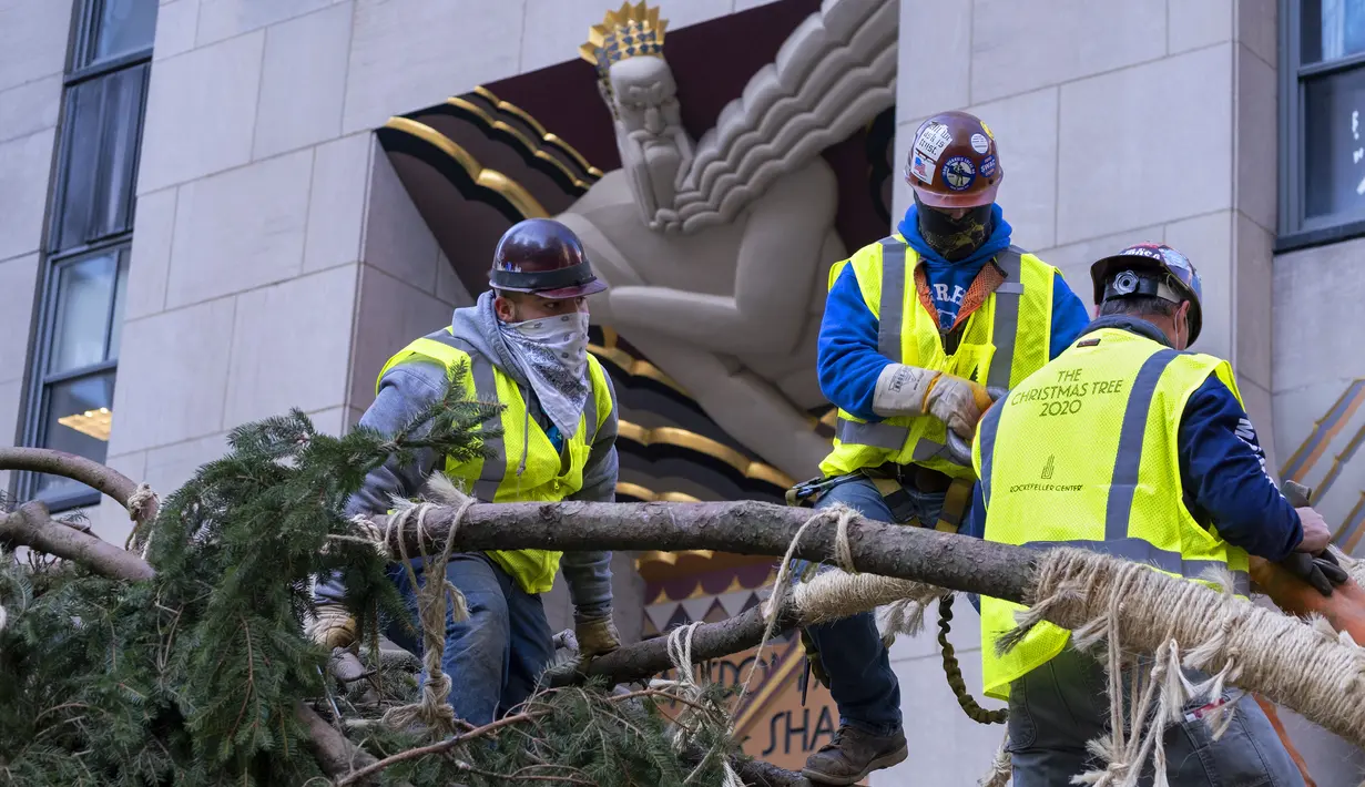 Pekerja mengamankan cabang pohon Natal Rockefeller Center 2020 saat akan diletakkan di Rockefeller Plaza, New York pada Sabtu (14/11/2020). Pohon cemara spruce Norwegia setinggi 75 kaki dan 11 ton tersebut berasal dari Oneonta untuk menyambut Natal 2020. (AP Photo/Craig Ruttle)