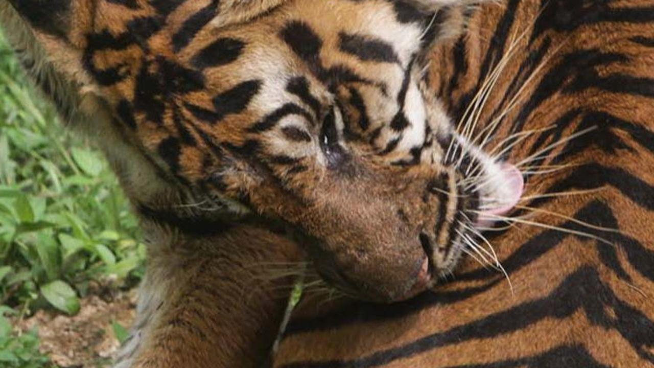 Sebelumnya, Wali Kota Medan Bobby Nasution mengungkapkan bahwa Medan Zoo sedang mengalami krisis finansial.&nbsp;