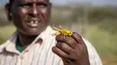 Seorang pria memegang belalang gurun di dekat Desa Sissia, Samburu, Kenya, Kamis (16/1/2020). Pihak berwenang kini berlomba menghancurkan hama tersebut sebelum menyerang tanaman dan membahayakan kelangkaan pangan. (AP Photo/Patrick Ngugi)