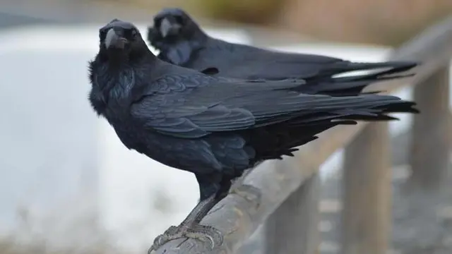 Ternyata Burung Gagak Takut Kematian