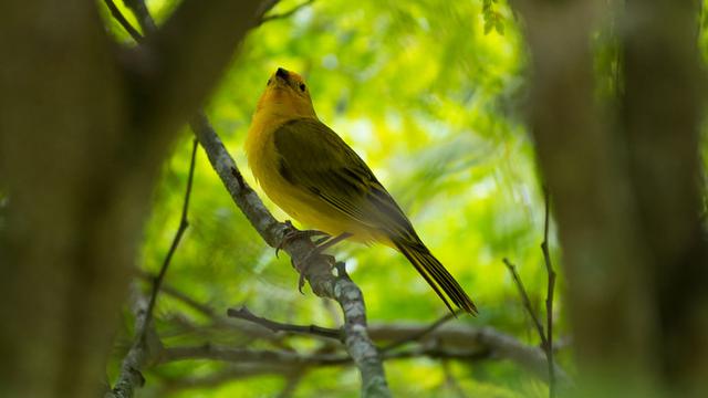 Cara Merawat Burung Kenari