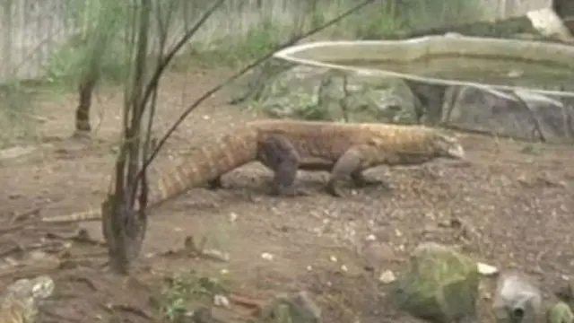 [VIDEO] Komodo KBS Diduga Mati Karena Gangguan Pencernaan