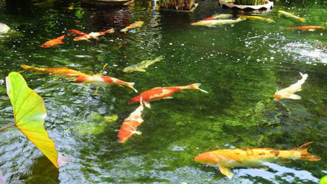 Yuk Bikin Kolam  Ikan  Mini  di Dalam Ruangan Lifestyle 