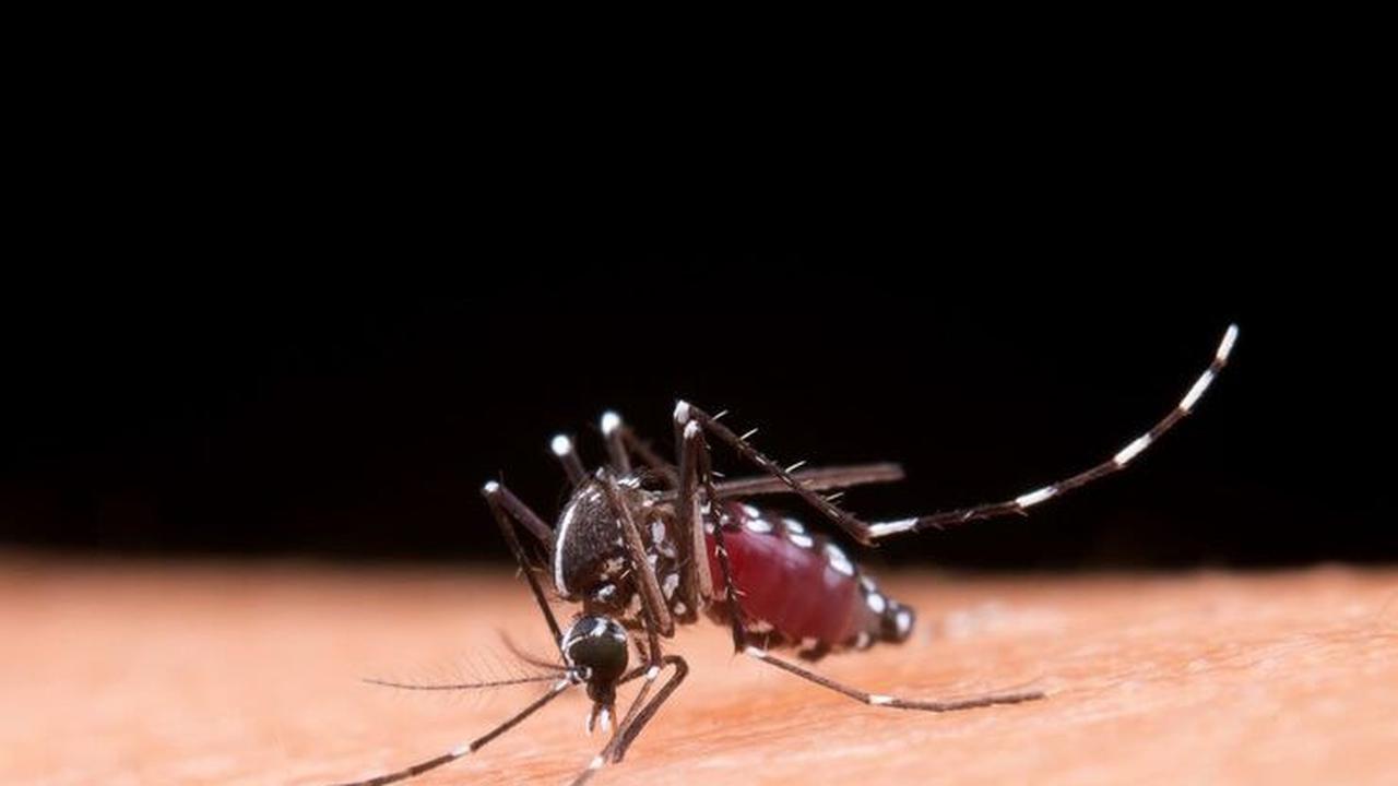 Chikungunya adalah infeksi virus yang ditandai dengan demam dan nyeri sendi secara mendadak.&nbsp;