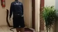 King Kobra 4 Meter Menyelinap di Toilet BRIN, Melawan Saat Ditangkap