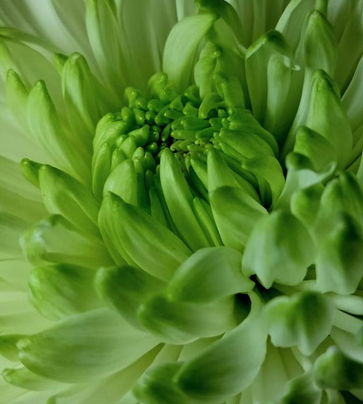 Green Dahlia