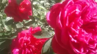 Bunga mawar atau Rosa Centifolia memang cukup efektif diserap tubuh, sehingga memberikan kesehatan bagi kulit. (Liputan6.com/Jayadi Supriadin)