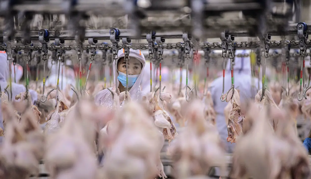 Seorang pekerja mengolah ayam di pabrik daging dan unggas di Shenyang di provinsi Liaoning timur laut China (26/8/2021).  (AFP/STR/China Out)