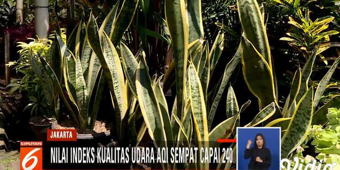 Mampukah Lidah Mertua Jadi Solusi Atasi Buruknya Kualitas Udara Jakarta?