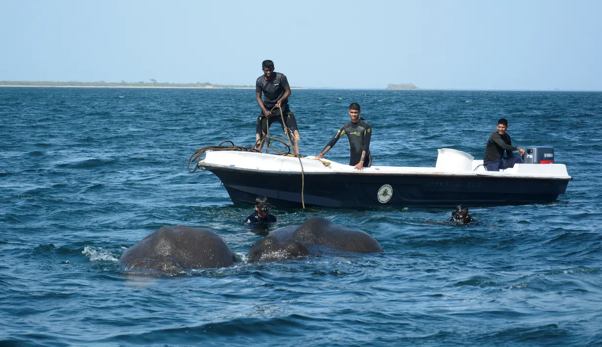 Personel AL Sri Lanka berusaha menarik dua ekor gajah yang hanyut dan nyaris tenggelam di laut satu km dari lepas pantai, Minggu (23/7). Penyelamatan itu melibatkan para penyelam angkatan laut, tali tambang dan sepasukan kapal. (STR/SRI LANKAN NAVY/AFP)