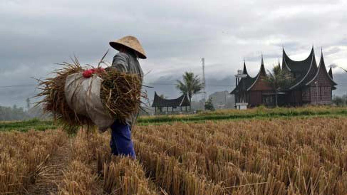 Ide Media Tanam dari Jerami Kering untuk Kebun Ala Pedesaan yang Praktis dan Berkelanjutan