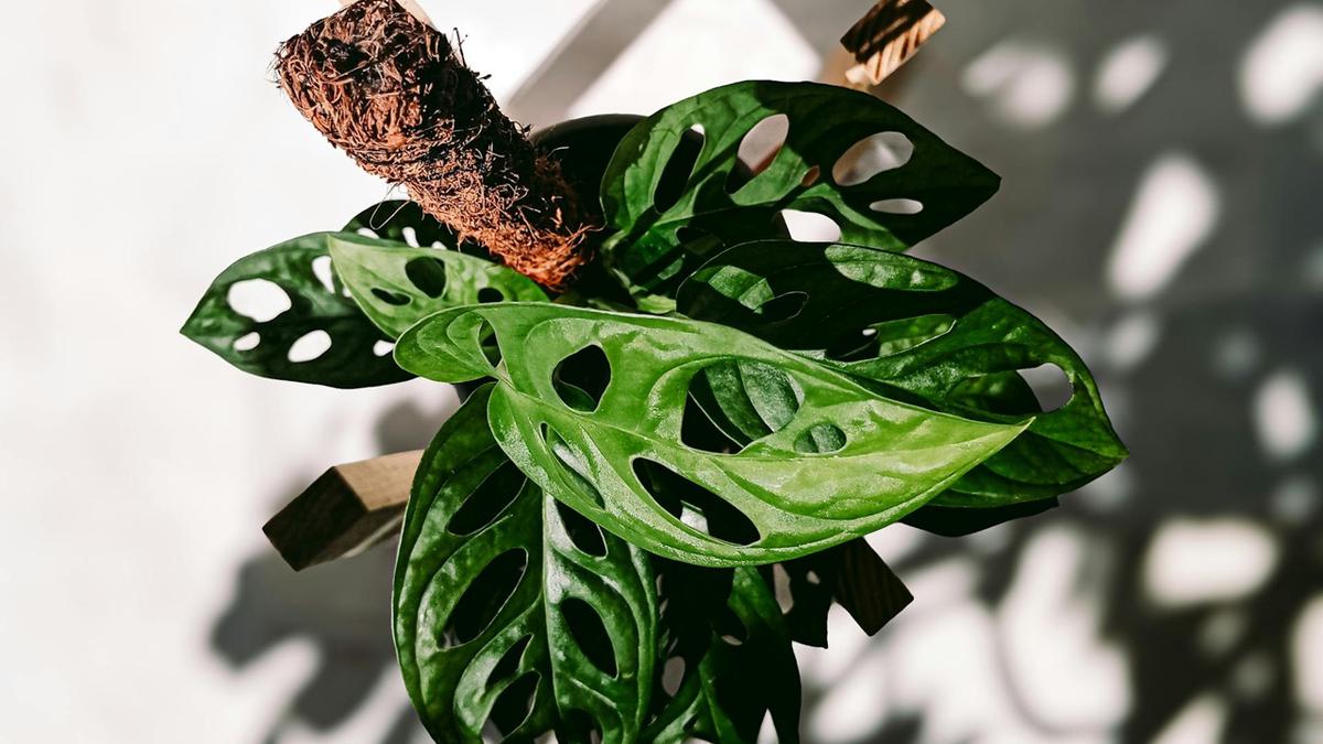 20 Tanaman Pembawa Rezeki di Depan Rumah, Mudah Dirawat dan Sarat Makna