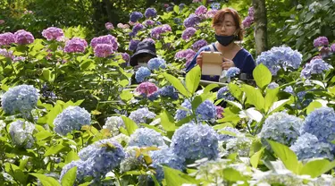 Pengunjung dengan mengenakan masker mengambil gambar bunga hydrangea yang mekar penuh di kuil Hasedera di Kamakura, dekat Tokyo pada Senin (15/6/2020). Karena ada banyak bunga hydrangea yang mekar di sini, kuil ini pun dijuluki sebagai kuil hydrangea. (AP Photo/Koji Sasahara)