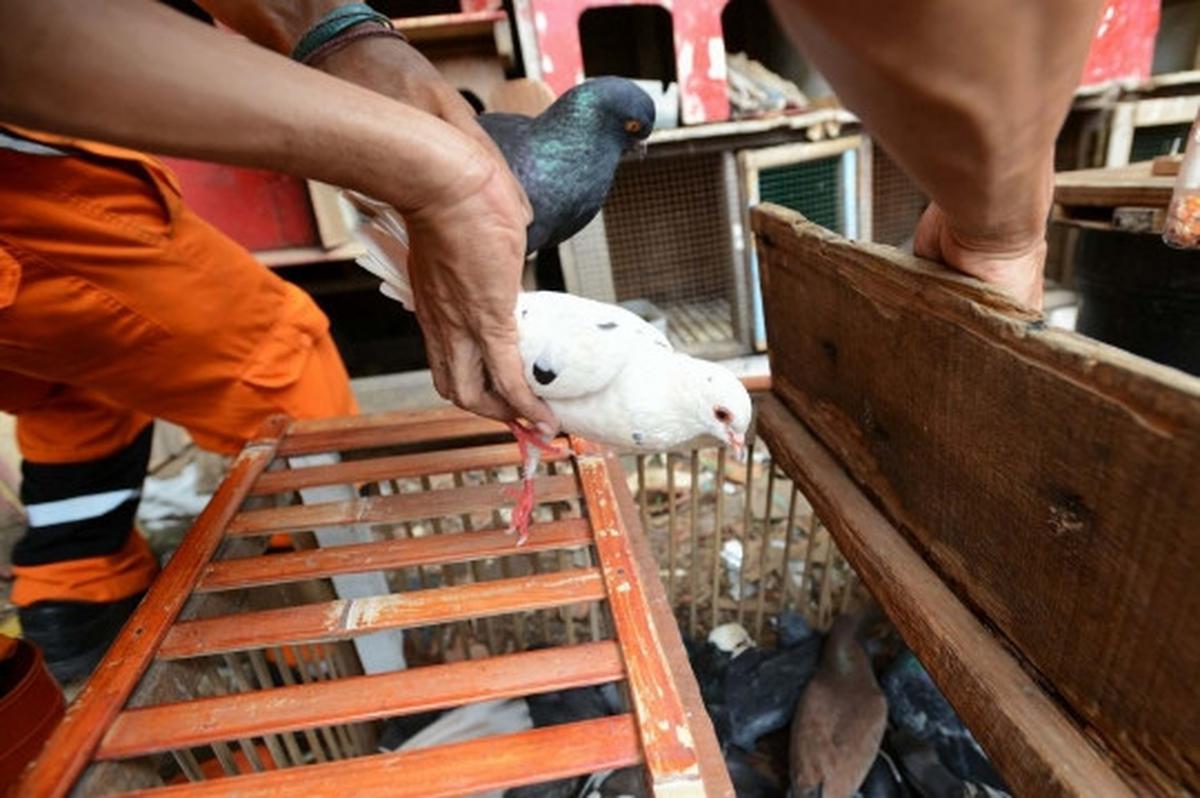 Antisipasi flu burung, kandang unggas di bantaran Ciliwung dibongkar