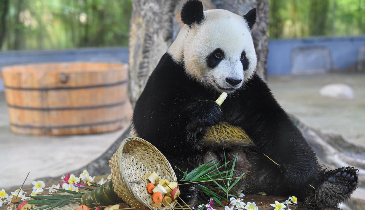 FOTO: Merayakan Ulang Tahun Dua Panda Raksasa di Haikou ...