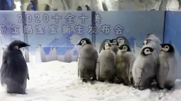 Kawanan bayi penguin kaisar terlihat di taman hiburan Chimelong Ocean Kingdom yang berada di Zhuhai, Provinsi Guangdong, China pada 8 November 2020. Dalam lima tahun terakhir, total 36 penguin kaisar lahir di Chimelong Ocean Kingdom. (Xinhua/Huang Guobao)