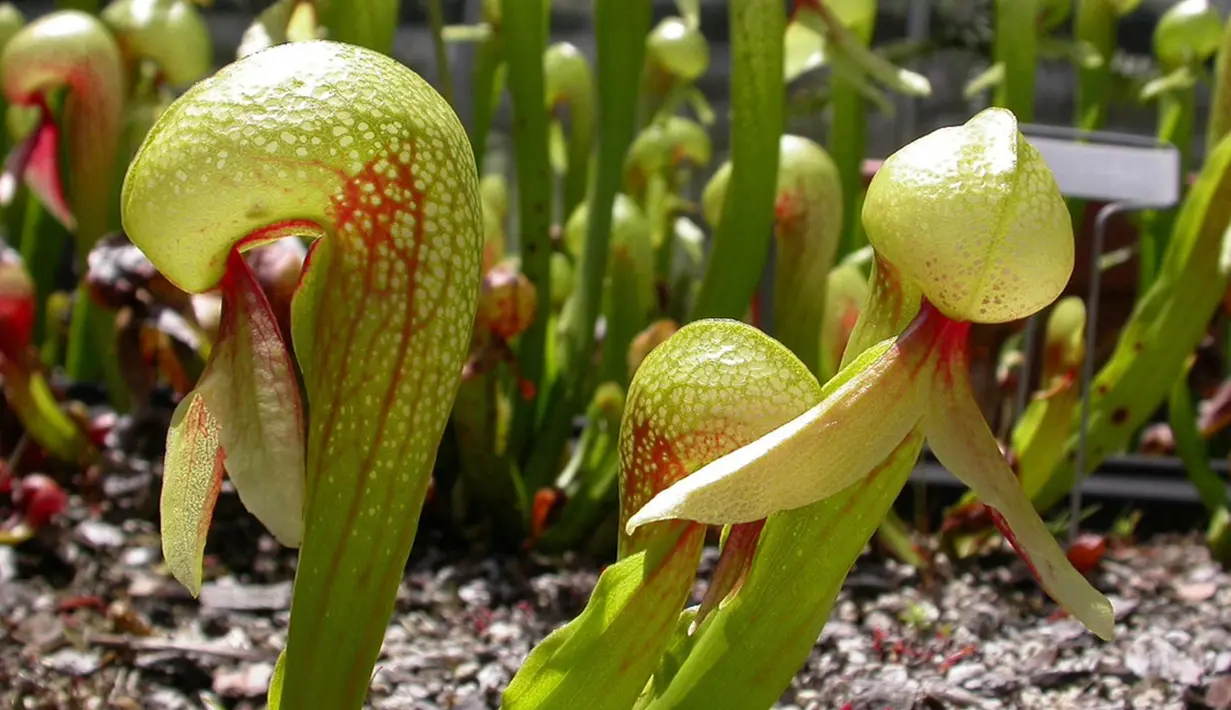 Darlingtonia Californica, juga disebut Bunga California atau Lilly Cobra. Bila serangga sudah masuk ke dalam rongga kosong miliknya maka bulu-bulu halus didalamnya akan menghalanginya untuk keluar. (www.growcarnivorousplants.com)