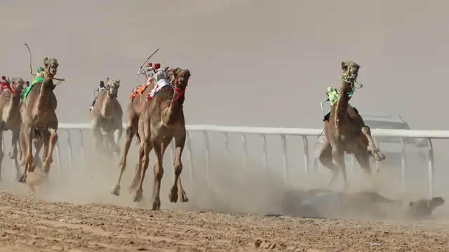 Digantikan Robot, Joki Memacu Unta di Lomba Balap Liwa 2018