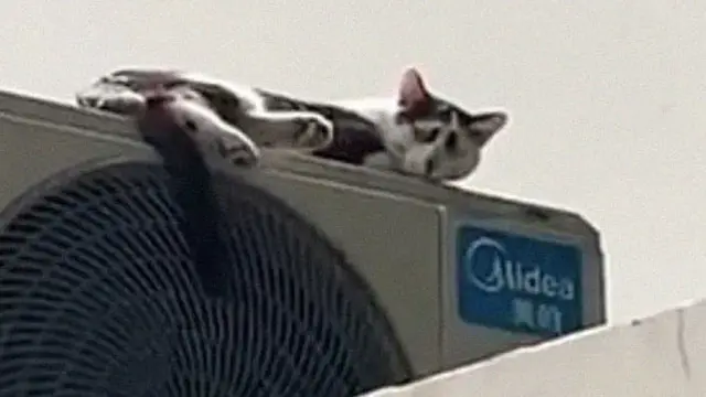 Punya Wajah Memelas, Kucing Liar Ini Malah Viral di Internet