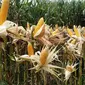 Tanaman jagung varietas R7 produksi Raja, Semarang dengan produktivitas tinggi siap panen di Kecamatan Pasirwangi, Garut, Jawa Barat. (Liputan6.com/Jayadi Supriadin)