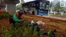 Petugas Sudin Kehutanan Jakarta Selatan melakukan penanaman pohon melati Jepang di bawah jalur MRT Jalan Sisingamangaraja, Jakarta, Kamis (31/10/2019). Penanaman pohon melati Jepang di bawah jalur MRT tersebut untuk penghijauan dan mempercantik tata ruang kota. (Liputan6.com/Faizal Fanani)