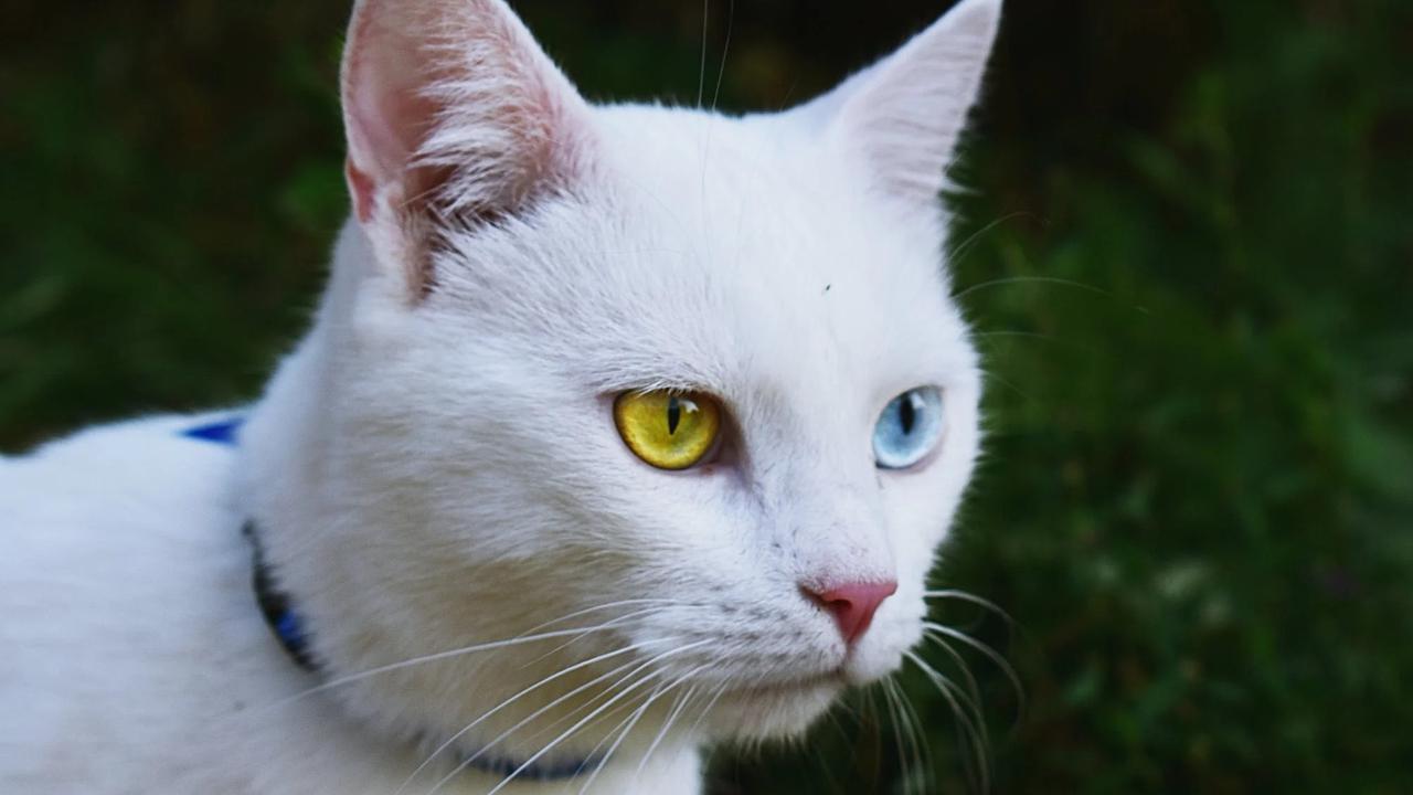 9 Kucing yang Memiliki Warna Langka di Dunia, Mana Favoritmu?