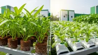 Cocopeat vs Rockwool: Mana Media Tanam Paling Efisien untuk Sayuran Daun?
