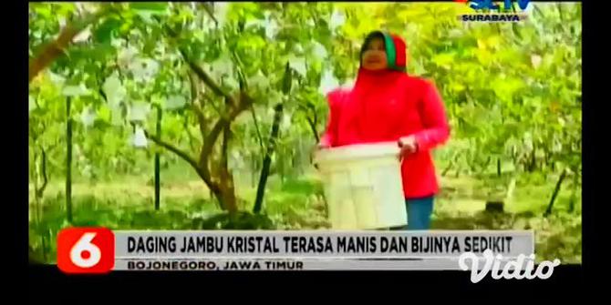 VIDEO: Jambu Kristal Desa Padang Bojonegoro, Setahun Panen 2 Kali