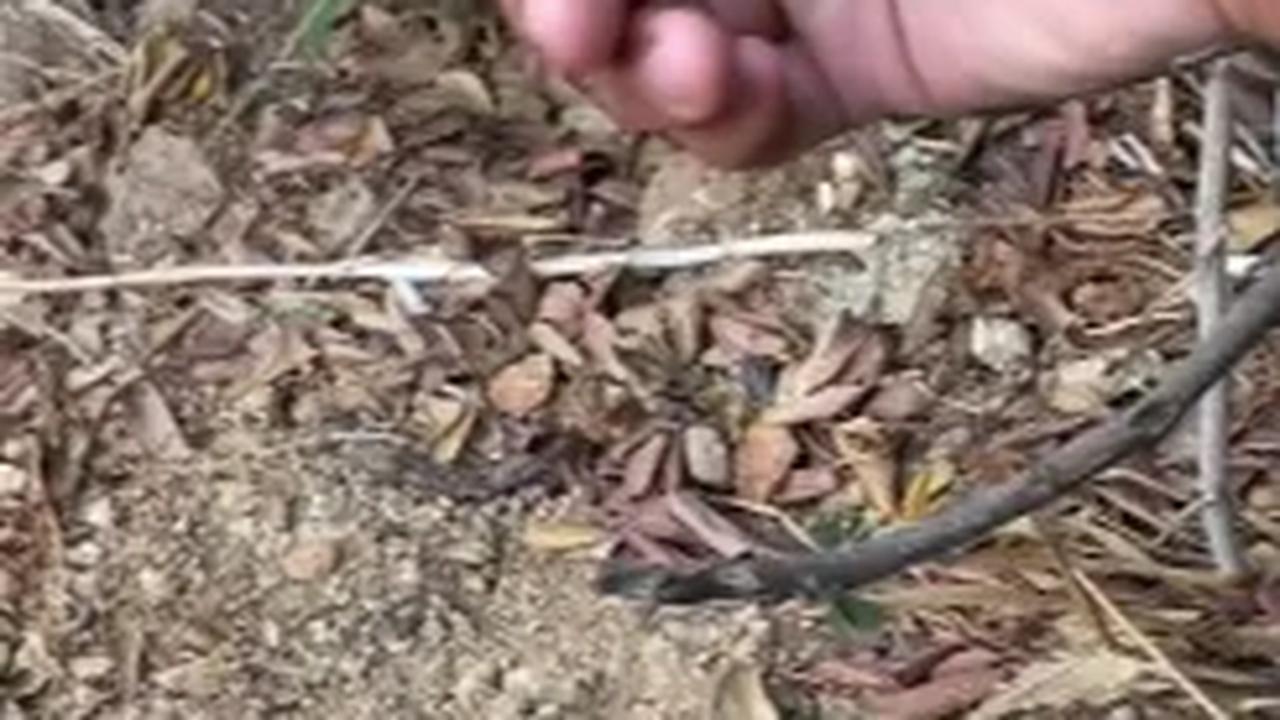 Prajurit TNI ini pun mencoba untuk mengambil satu buah tersebut. <br>