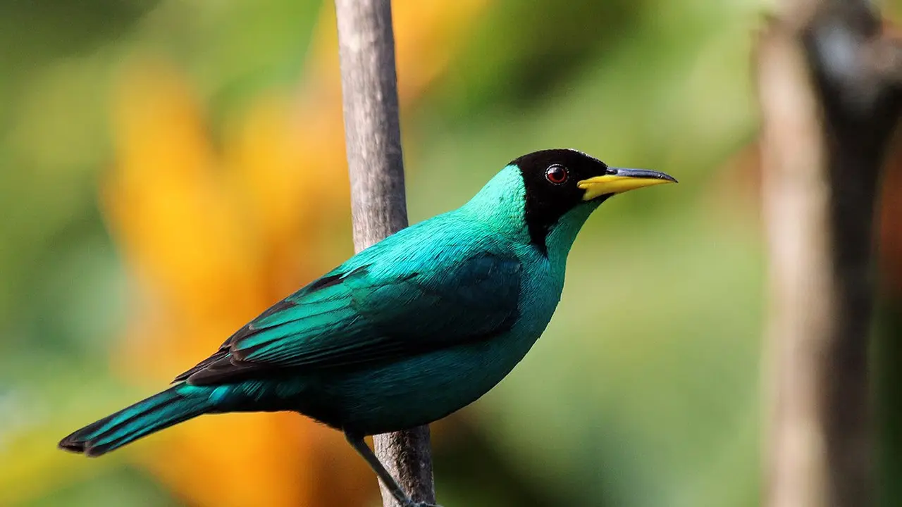 Seekor burung jenis green honeycreeper ditemukan dan terlihat di cagar alam, Kolombia dengan bulu berwarna hijau (betina) di satu sisi dan biru (jantan) di sisi lain (Wikipedia/Creative Commons).