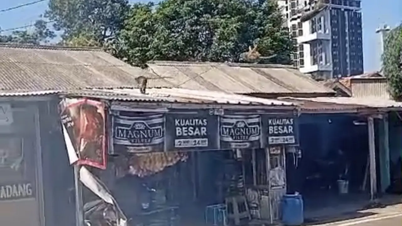 Belasan ekor monyet liar membuat warga di Perumahan Villa Dago Tol Serua, Tangerang Selatan geger dan takut.