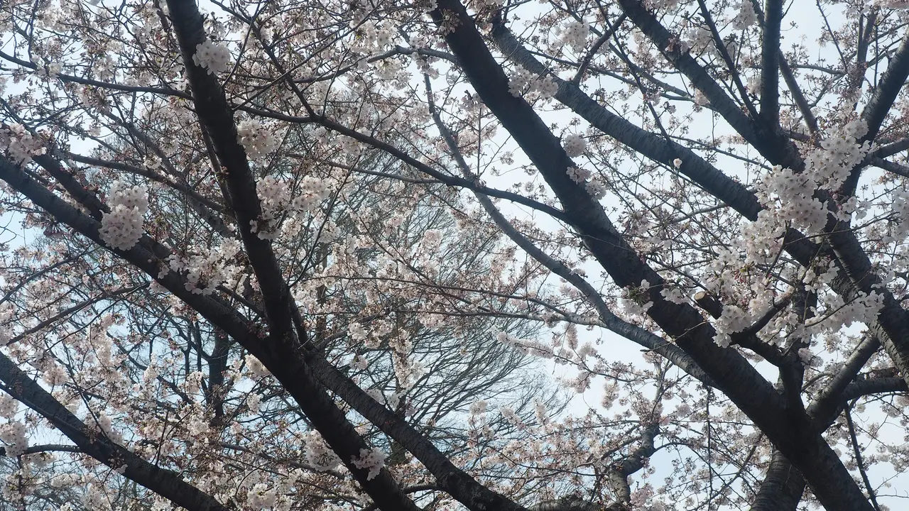 Bunga Sakura